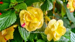 'Rf's Tropicana'